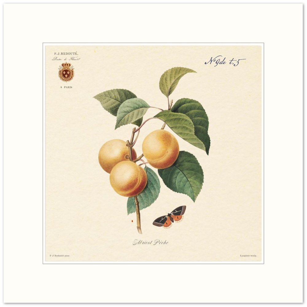 Apricot-Peaches by Redouté, 1824 (édition classique)