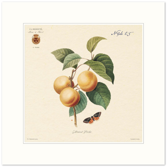 Apricot-Peaches by Redouté, 1824 (édition classique)