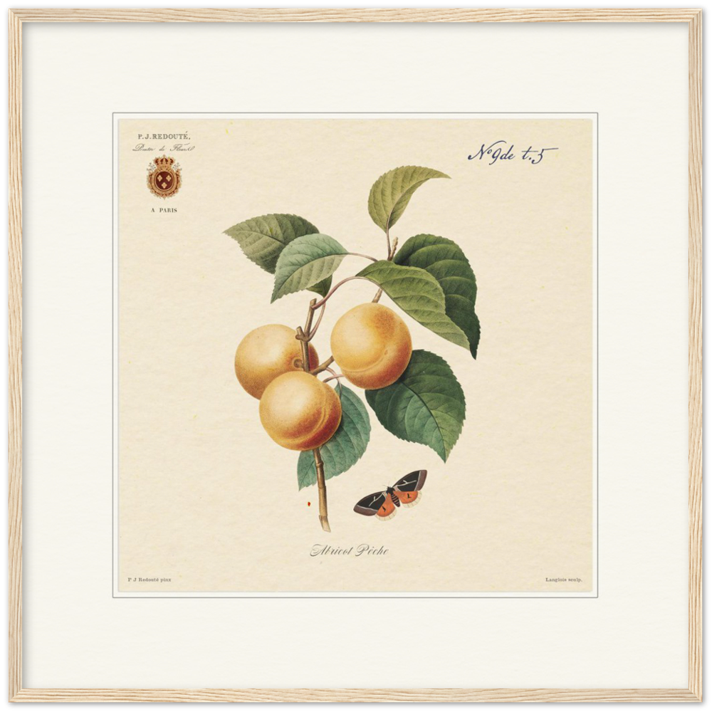 Apricot-Peaches by Redouté, 1824 (édition classique)