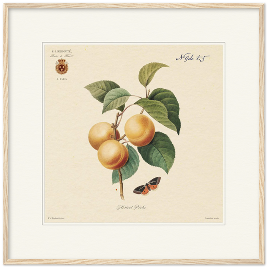 Apricot-Peaches by Redouté, 1824 (édition classique)