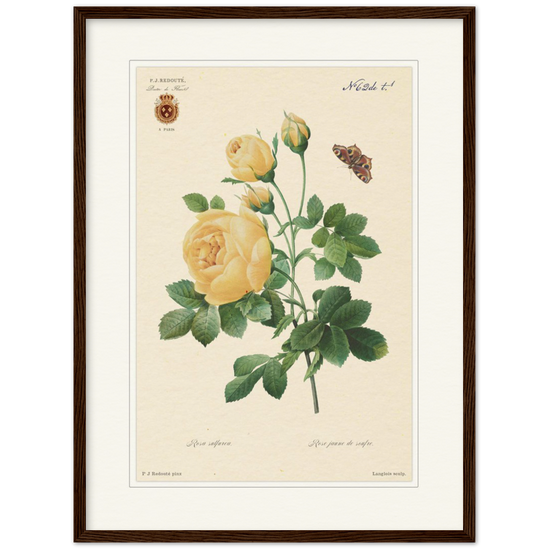 Yellow rose by Langlois and Redouté (édition classique)