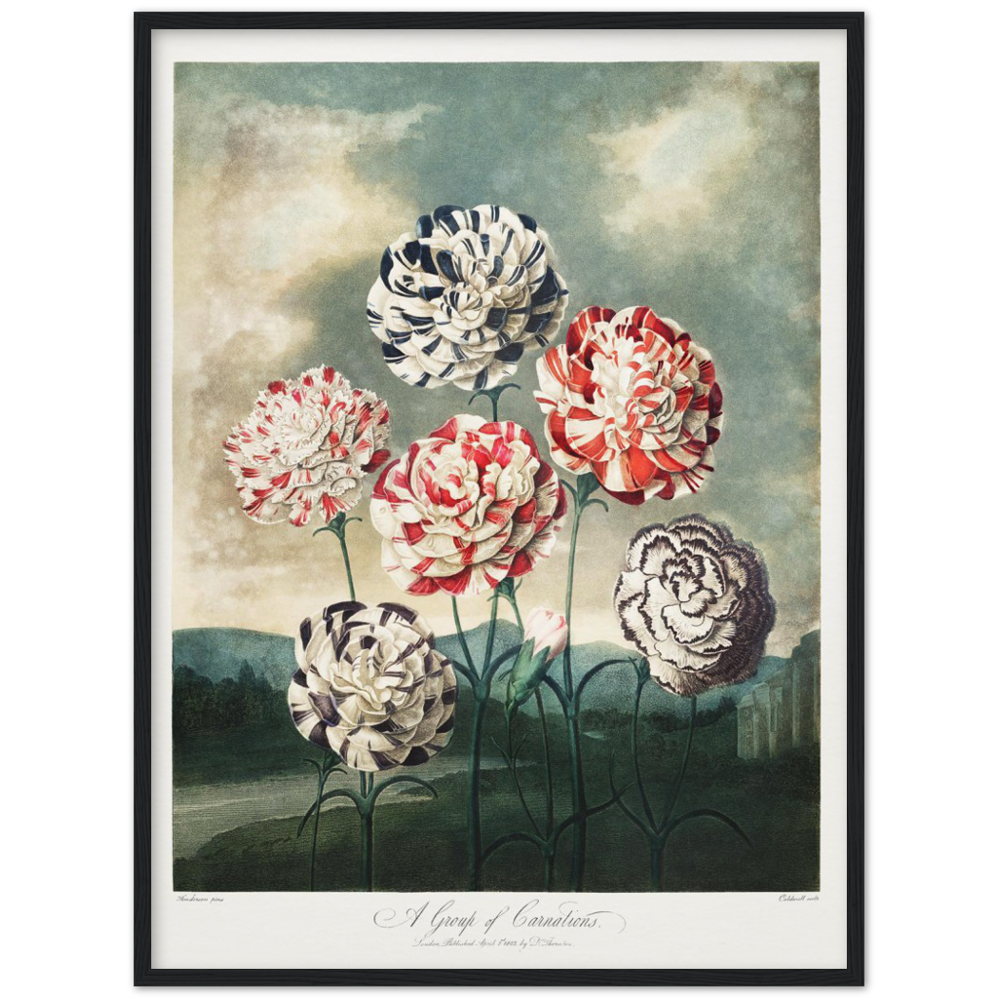 Pierre-Joseph Redouté, floral, flowers, art, wall art, flower prints, botanical, illustration, plants, roses