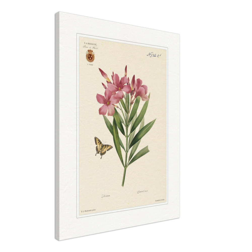 Pierre-Joseph Redouté, floral, flowers, art, wall art, flower prints, botanical, illustration, plants, roses