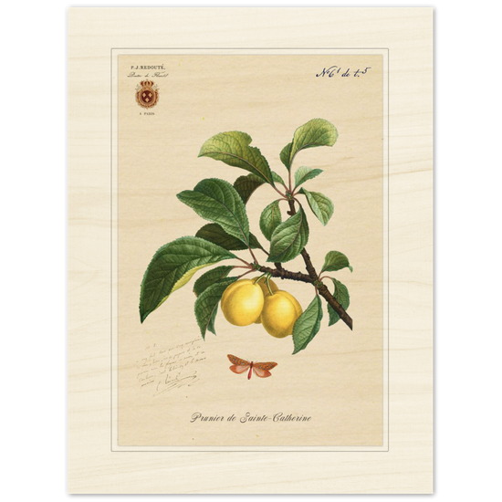 Plum of Saint Catherine, 1824 (édition classique)