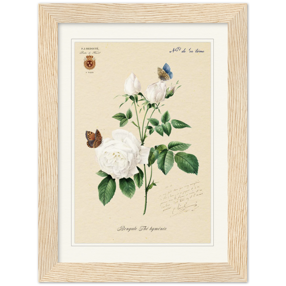 Pierre-Joseph Redouté, floral, flowers, art, wall art, flower prints, botanical, illustration, plants, roses