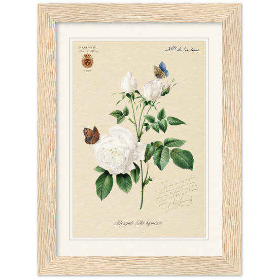 Pierre-Joseph Redouté, floral, flowers, art, wall art, flower prints, botanical, illustration, plants, roses