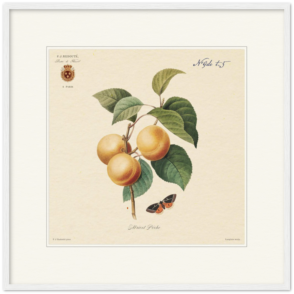 Apricot-Peaches by Redouté, 1824 (édition classique)