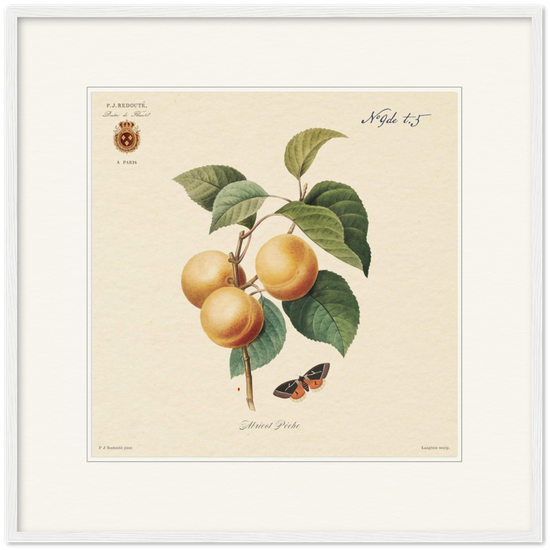 Apricot-Peaches by Redouté, 1824 (édition classique)