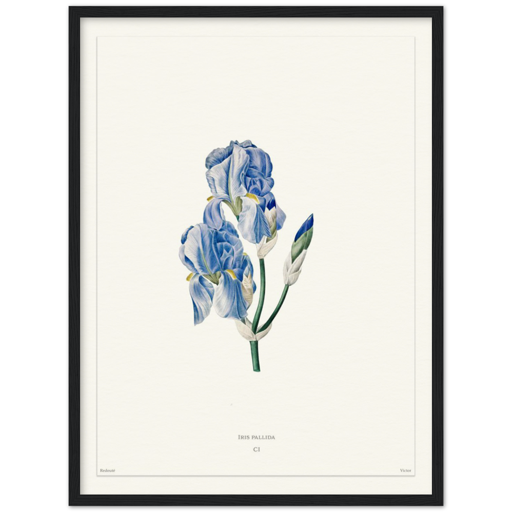 Pale iris, 1827 (édition blanc)