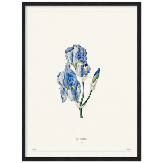 Pale iris, 1827 (édition blanc)