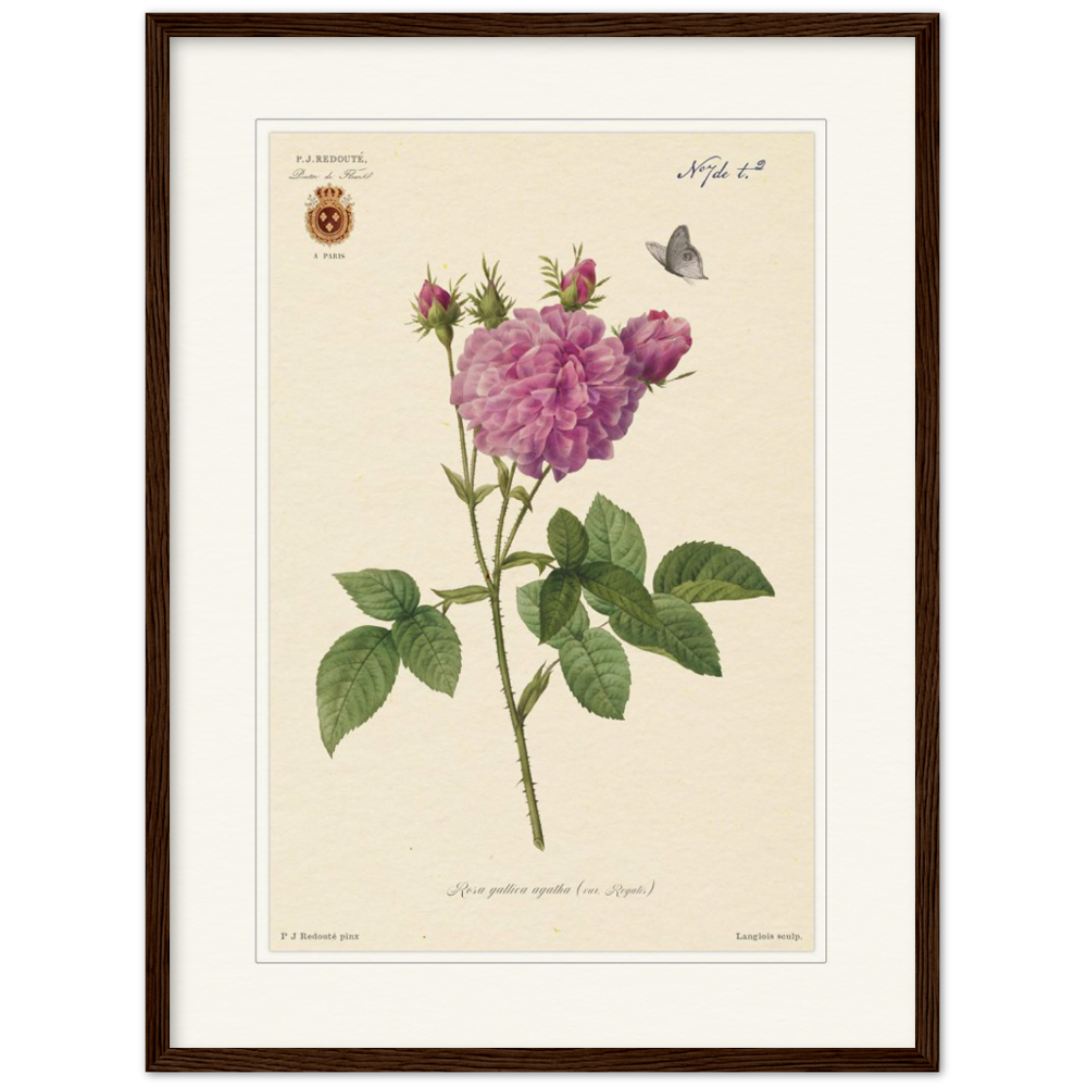 Pierre-Joseph Redouté, floral, flowers, art, wall art, flower prints, botanical, illustration, plants, roses