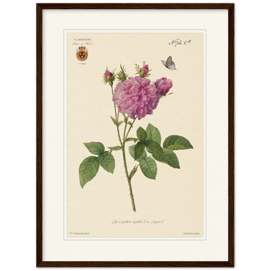 Pierre-Joseph Redouté, floral, flowers, art, wall art, flower prints, botanical, illustration, plants, roses