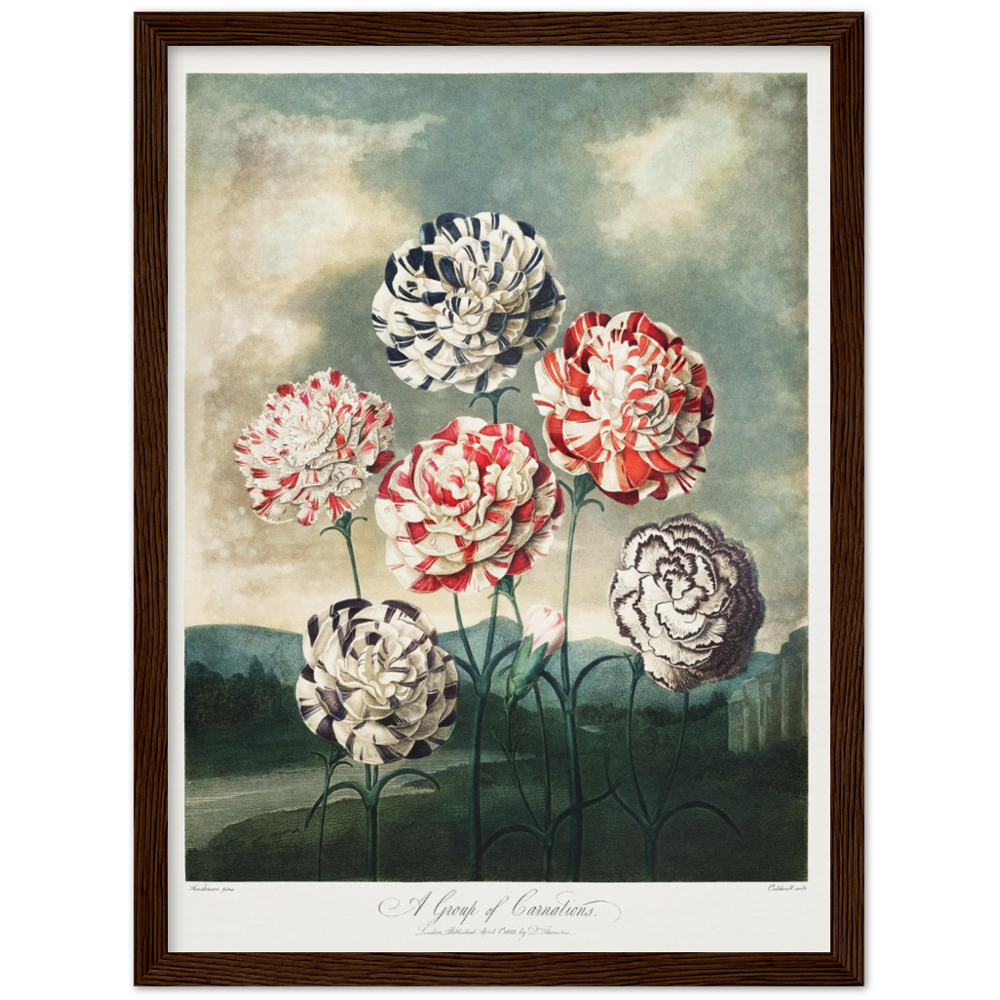 Pierre-Joseph Redouté, floral, flowers, art, wall art, flower prints, botanical, illustration, plants, roses