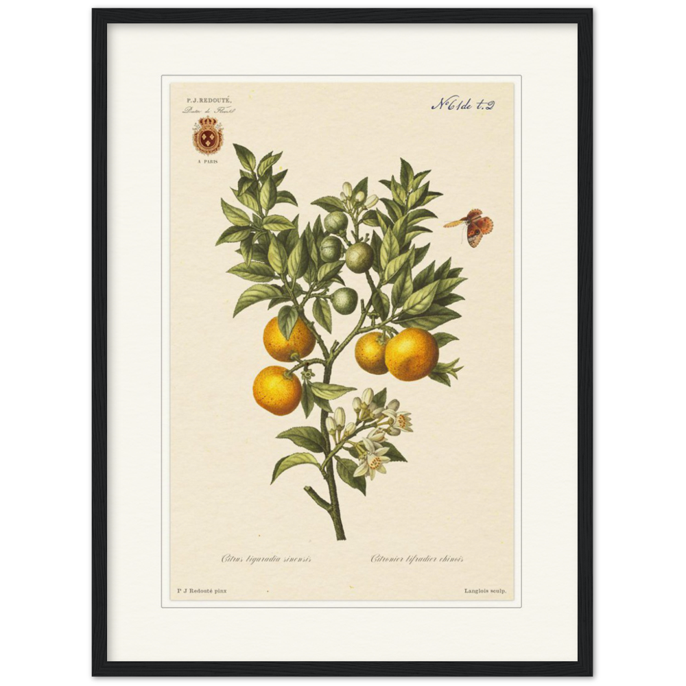 Bitter oranges by Redouté, 1834 (édition classique)