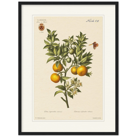 Bitter oranges by Redouté, 1834 (édition classique)