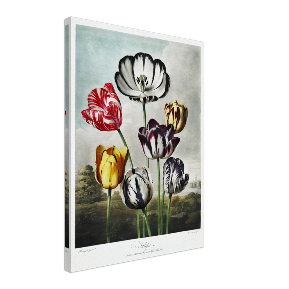 The Tulips by R.J. Thornton, 1807