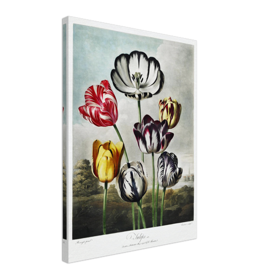 The Tulips by R.J. Thornton, 1807