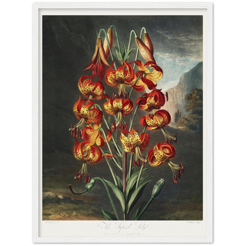 The Superb Lily by R.J. Thornton, 1807