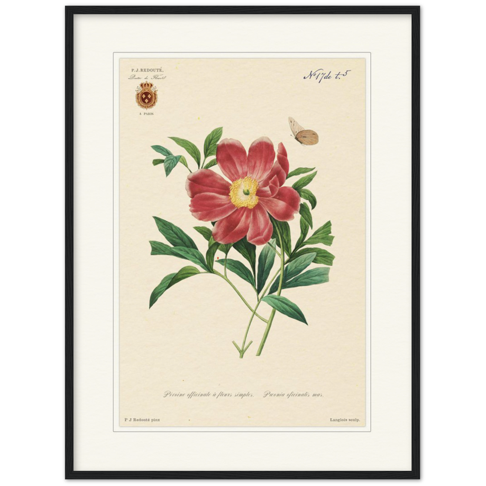 Peony by Redouté, 1827 (édition classique)
