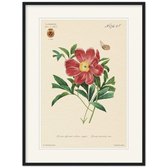 Peony by Redouté, 1827 (édition classique)