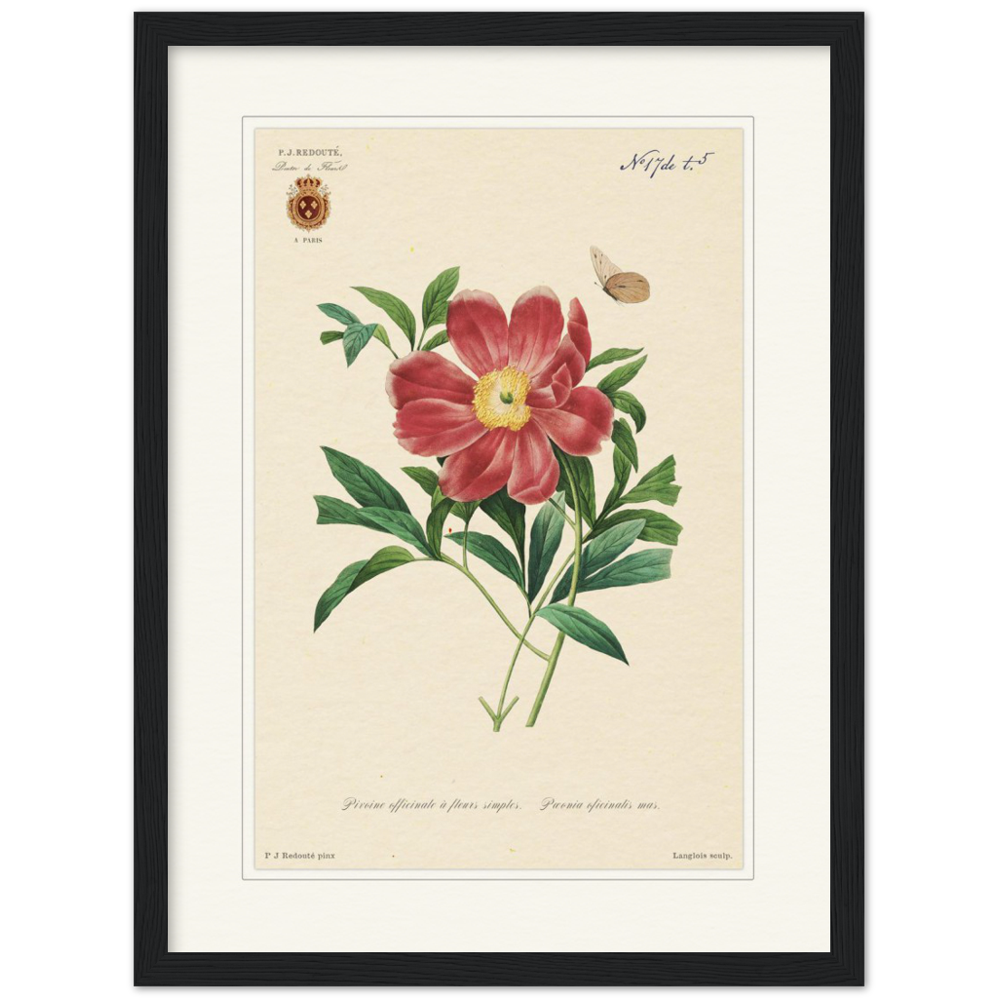 Peony by Redouté, 1827 (édition classique)