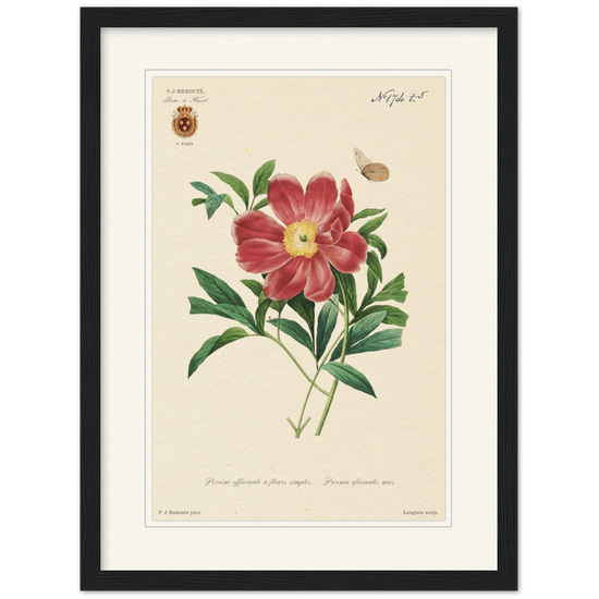 Peony by Redouté, 1827 (édition classique)