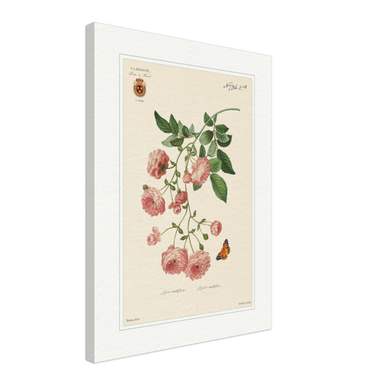 Pierre-Joseph Redouté, floral, flowers, art, wall art, flower prints, botanical, illustration, plants, roses