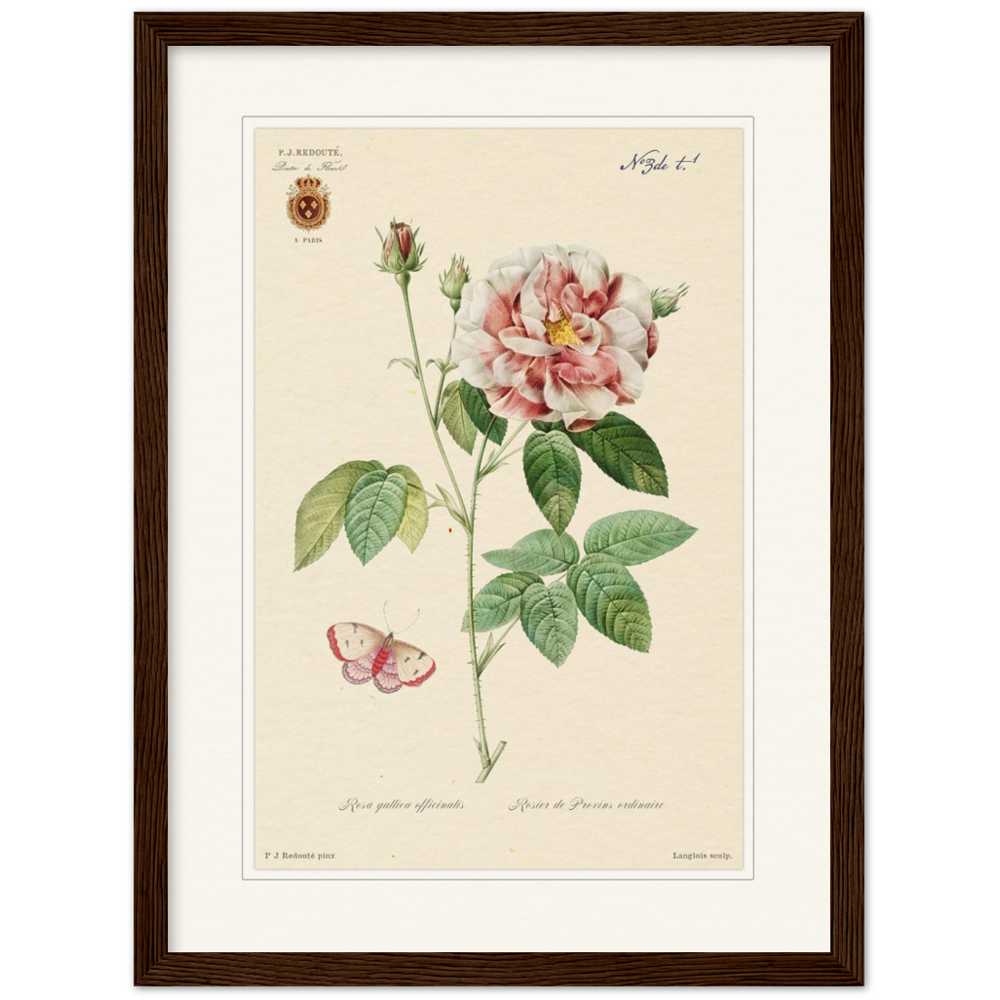 French Provencal Rose by Redouté, édition classique
