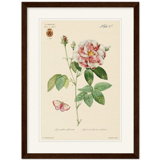 French Provencal Rose by Redouté, édition classique