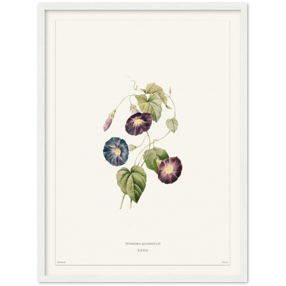 Pierre-Joseph Redouté, floral, flowers, art, wall art, flower prints, botanical, illustration, plants, roses