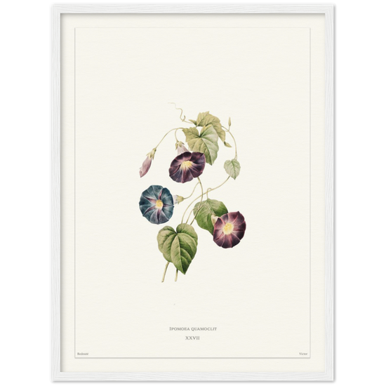 Pierre-Joseph Redouté, floral, flowers, art, wall art, flower prints, botanical, illustration, plants, roses