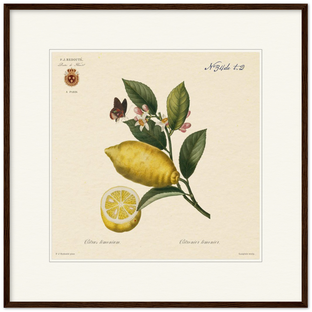 Lemon by Redouté, 1834 (édition classique)