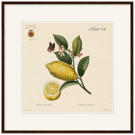 Lemon by Redouté, 1834 (édition classique)