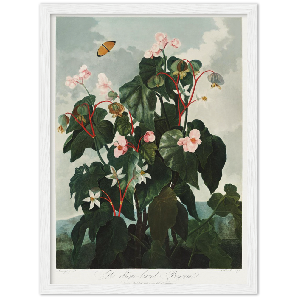 The oblique-leaved begonia by R.J. Thornton, 1807