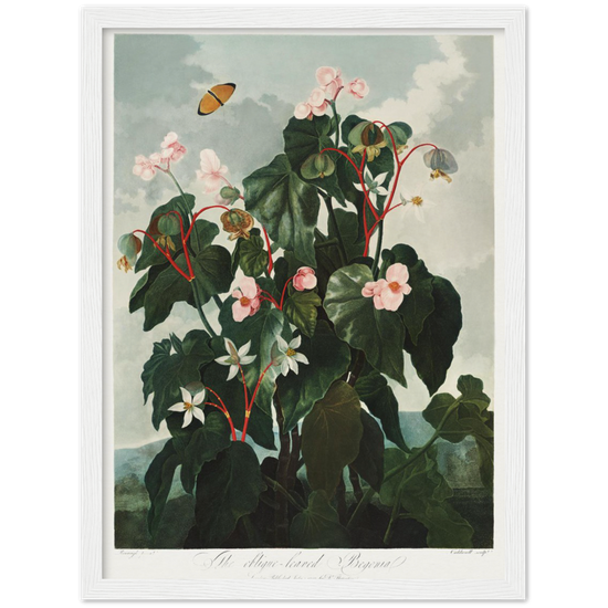 The oblique-leaved begonia by R.J. Thornton, 1807