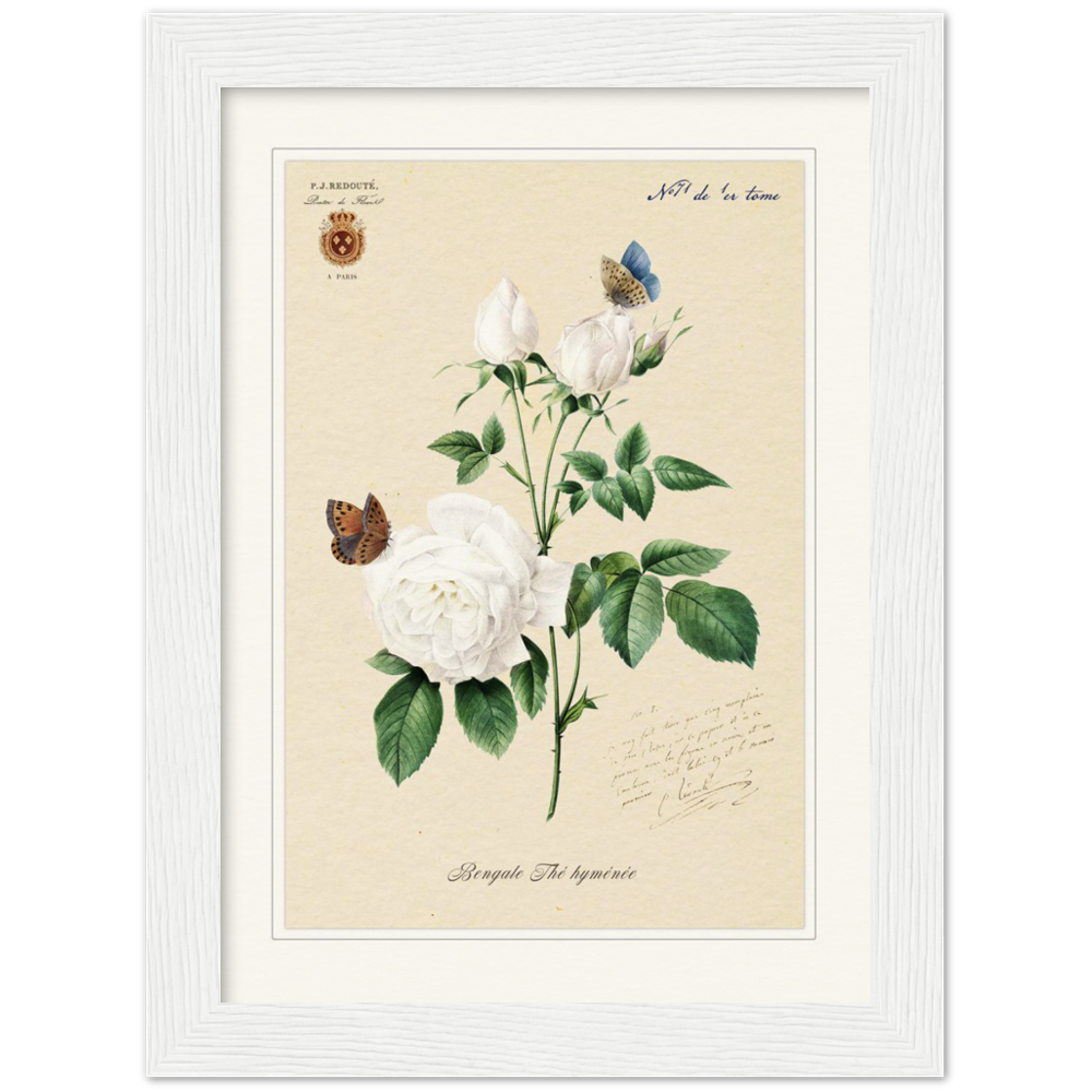 Pierre-Joseph Redouté, floral, flowers, art, wall art, flower prints, botanical, illustration, plants, roses