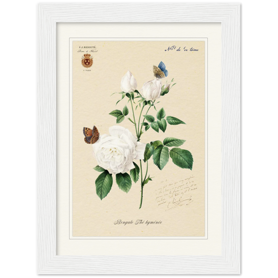 Pierre-Joseph Redouté, floral, flowers, art, wall art, flower prints, botanical, illustration, plants, roses