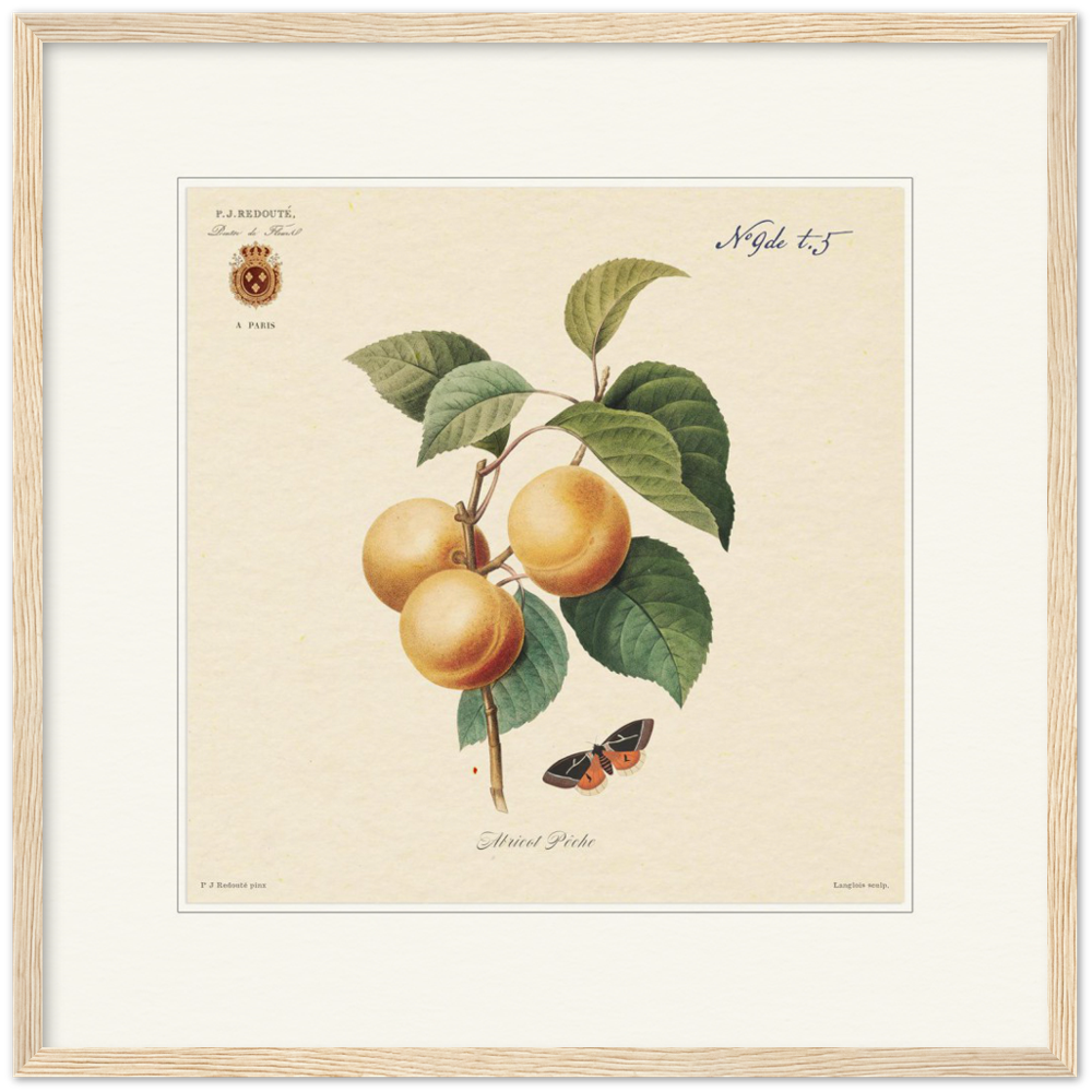 Apricot-Peaches by Redouté, 1824 (édition classique)