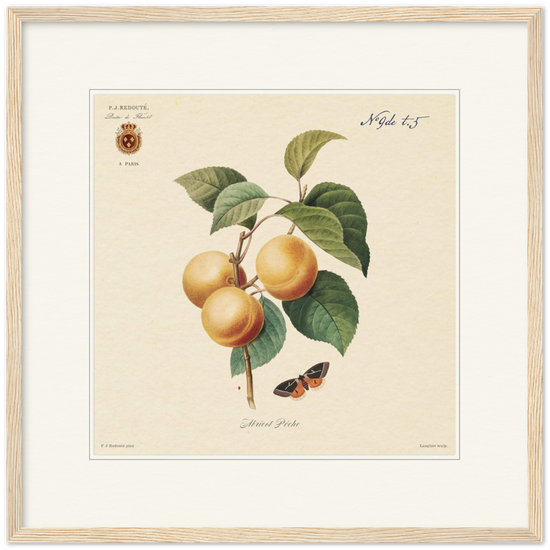 Apricot-Peaches by Redouté, 1824 (édition classique)