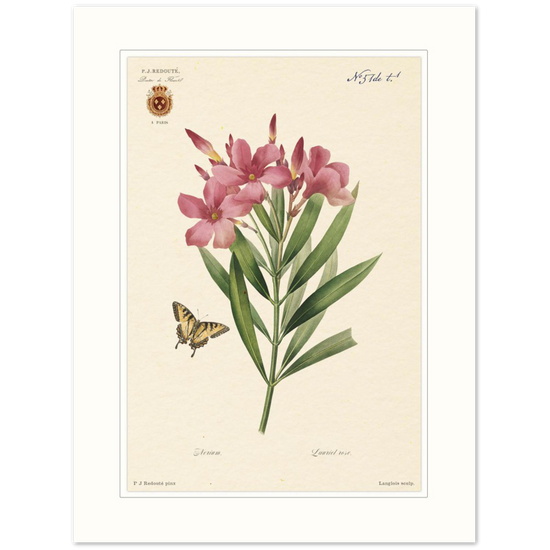 Pierre-Joseph Redouté, floral, flowers, art, wall art, flower prints, botanical, illustration, plants, roses