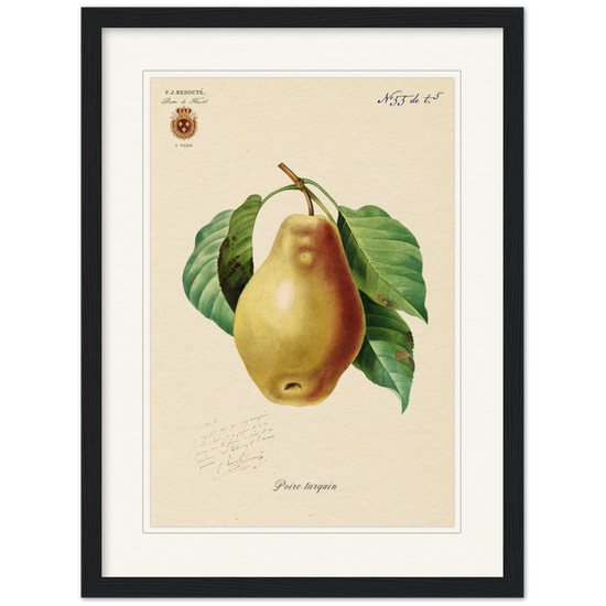 Tarquin Pear