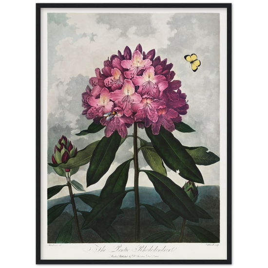 The Pontic rhododendron by R.J. Thornton, 1807