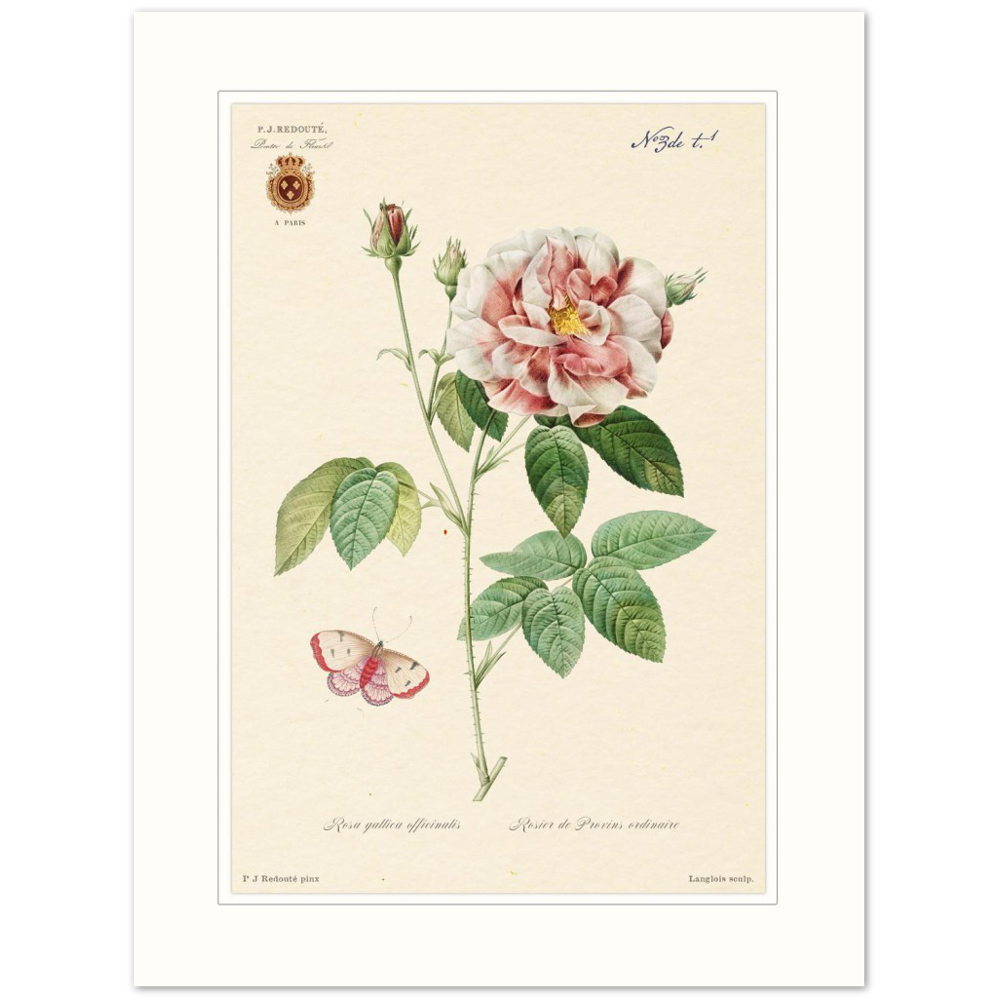 French Provencal Rose by Redouté, édition classique