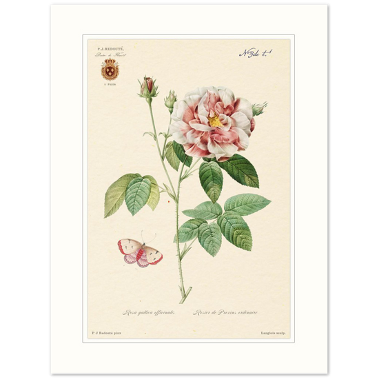 French Provencal Rose by Redouté, édition classique