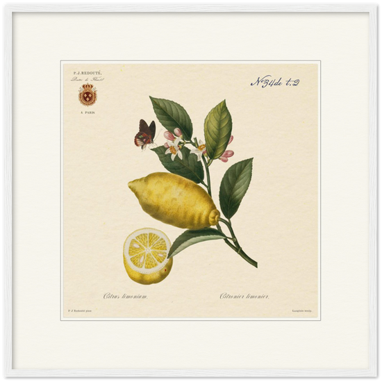 Lemon by Redouté, 1834 (édition classique)
