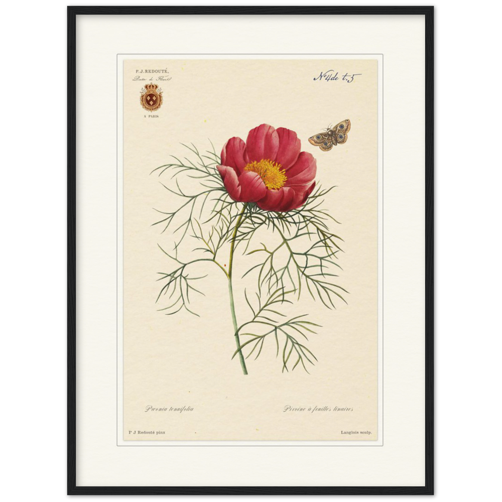 Pierre-Joseph Redouté, floral, flowers, art, wall art, flower prints, botanical, illustration, plants, roses