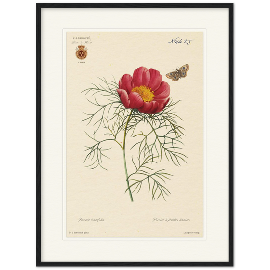 Pierre-Joseph Redouté, floral, flowers, art, wall art, flower prints, botanical, illustration, plants, roses