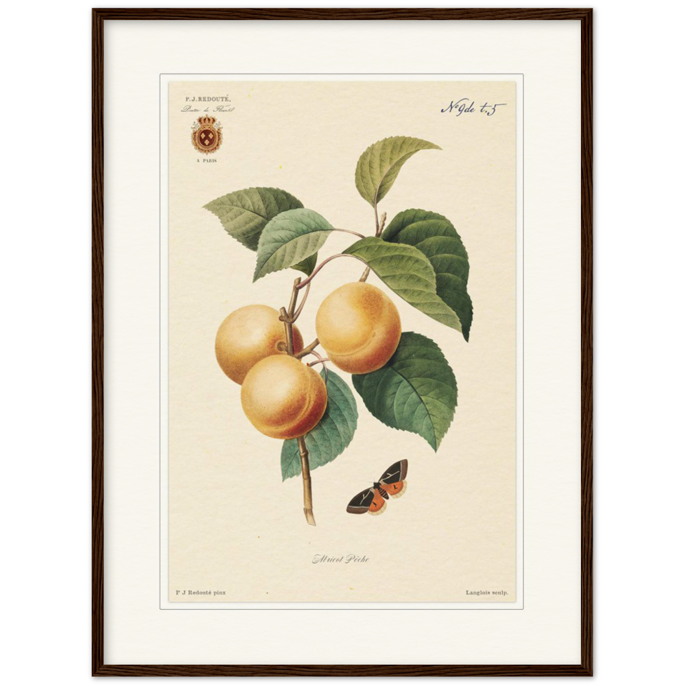 Apricot-Peaches by Redouté, 1824 (édition classique)