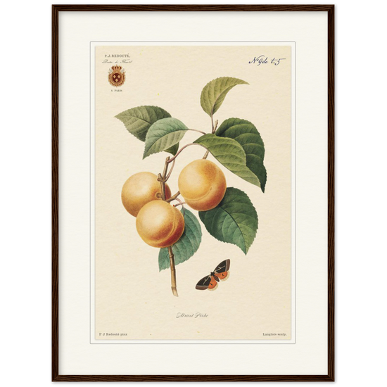 Apricot-Peaches by Redouté, 1824 (édition classique)