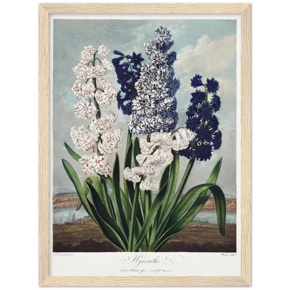 Pierre-Joseph Redouté, floral, flowers, art, wall art, flower prints, botanical, illustration, plants, roses